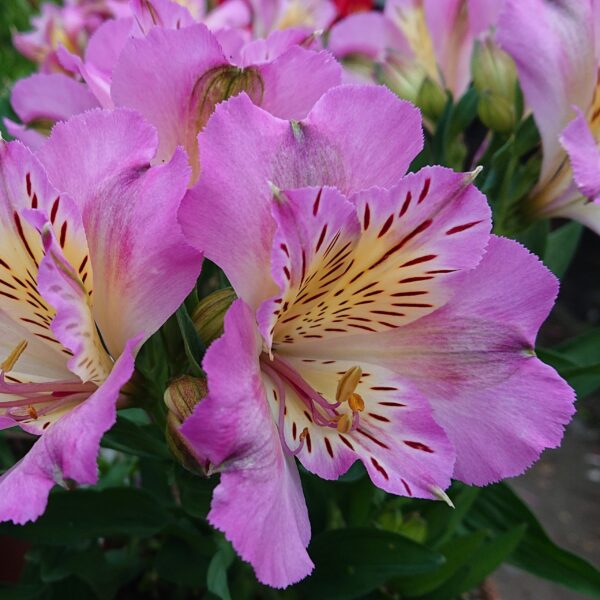 Alstroemeria x hybrida (Inkalilje)