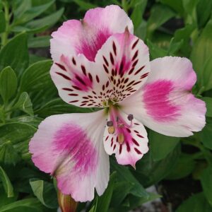 Alstroemeria x hybrida ‘ White Pink Blush’ (Inkalilje)