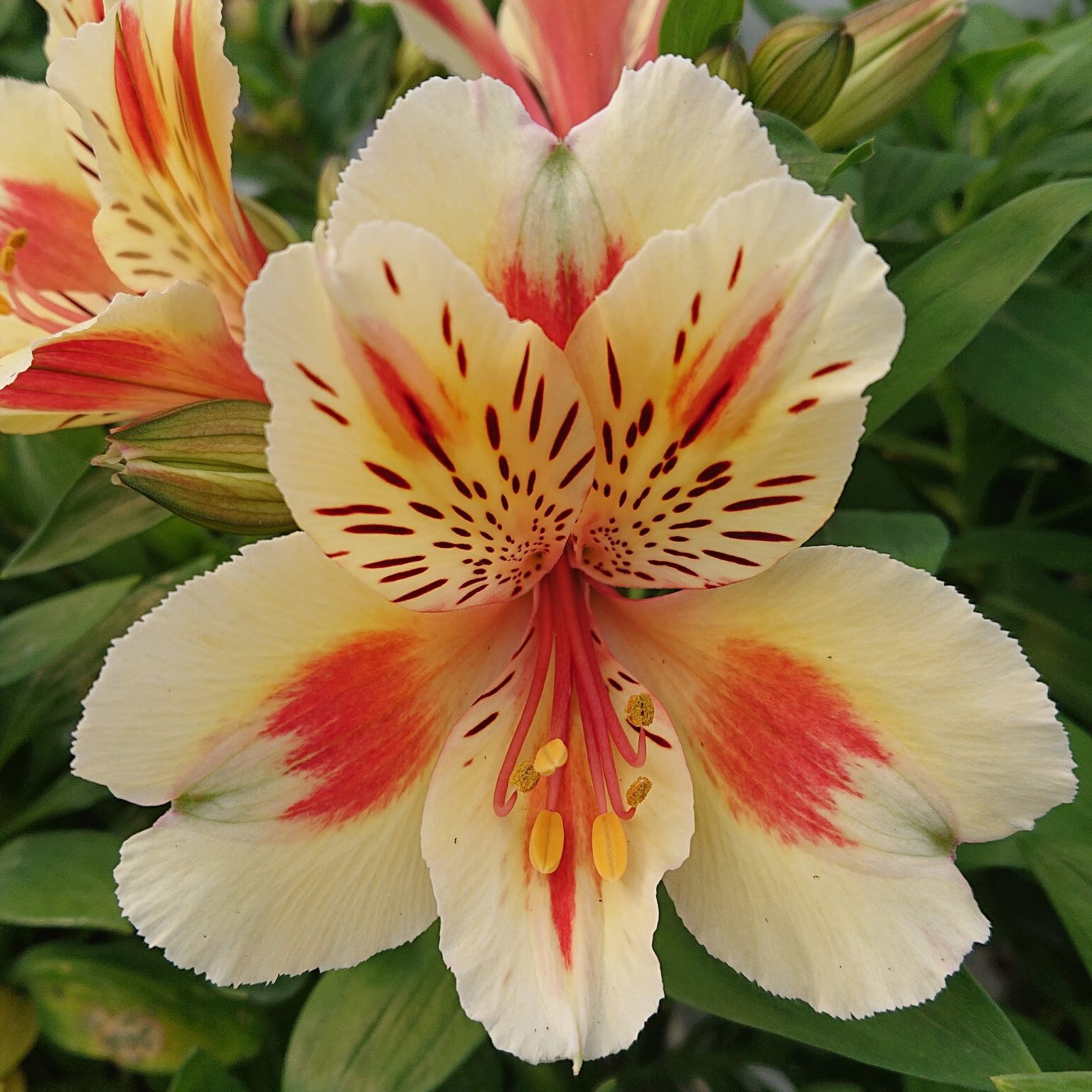 Alstroemeria x hybrida ‘Sunset’ (Inkalilje) - Lundagers Gartneri