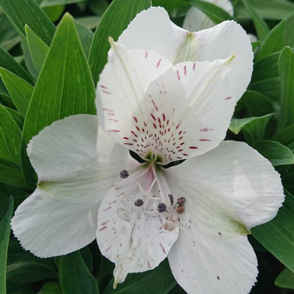 Alstroemeria x hybrida 'Magic White' (Inkalilje)