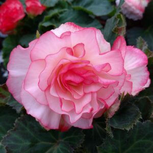 Begonia tuberhybrida (Knoldbegonie)