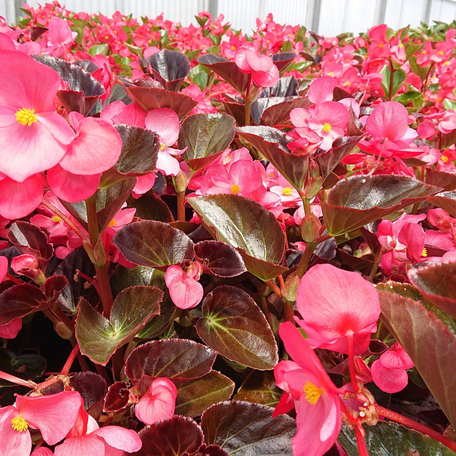 Begonia x benariensis 'Big' (Kraftig Isbegonie) Lundagers Gartneri