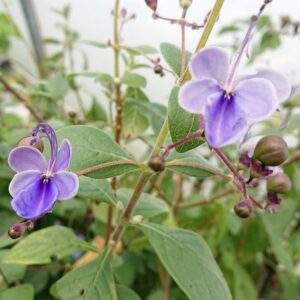 Clerodendrum ugandense 'Blue Wing'