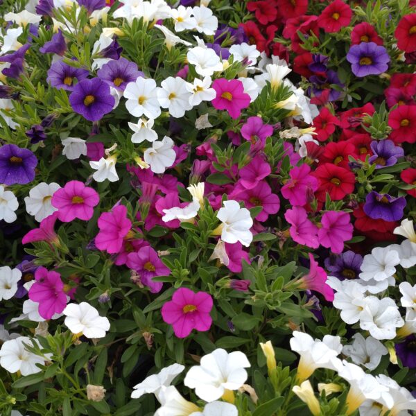 Calibrachoa x hybrida 'Calipetite Trio' (Flerfarvet Kompakt Million Bells)