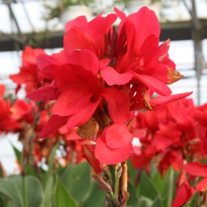 Canna indica Kanna