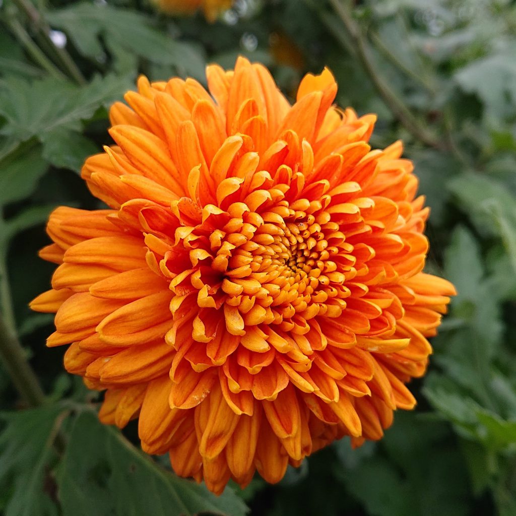 Chrysanthemum Indicum