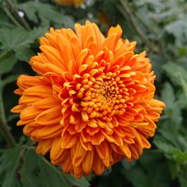 Chrysanthemum indicum (Vinterasters)