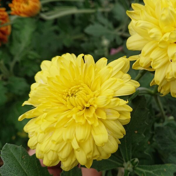 Chrysanthemum indicum (Vinterasters)