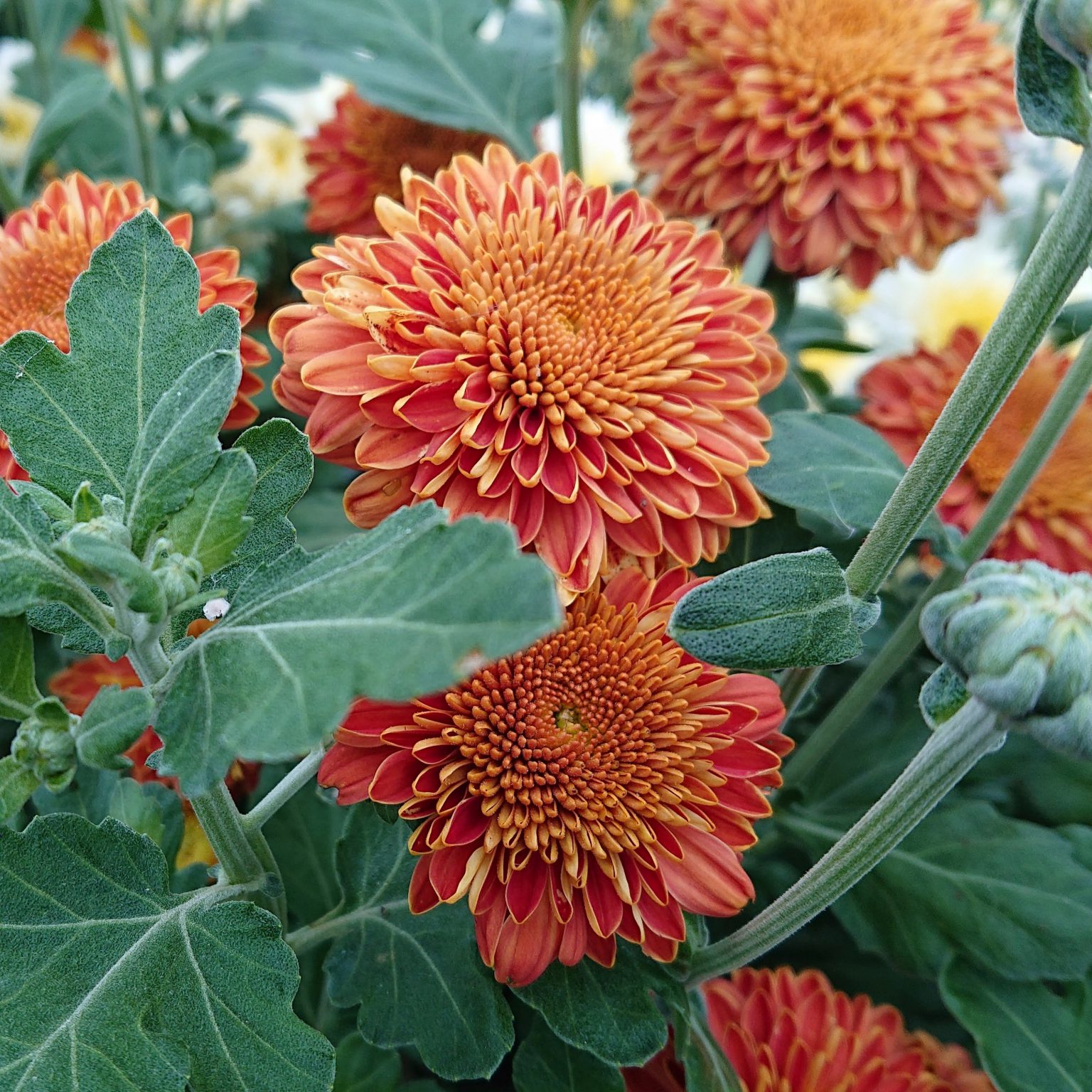 Chrysanthemum Indicum Vinterasters Lundagers Gartneri