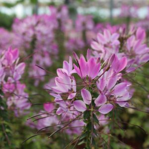 Cleome x hybrida (Edderkoppeplante)