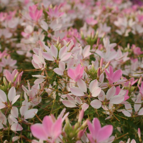 Cleome x hybrida (Edderkoppeplante)