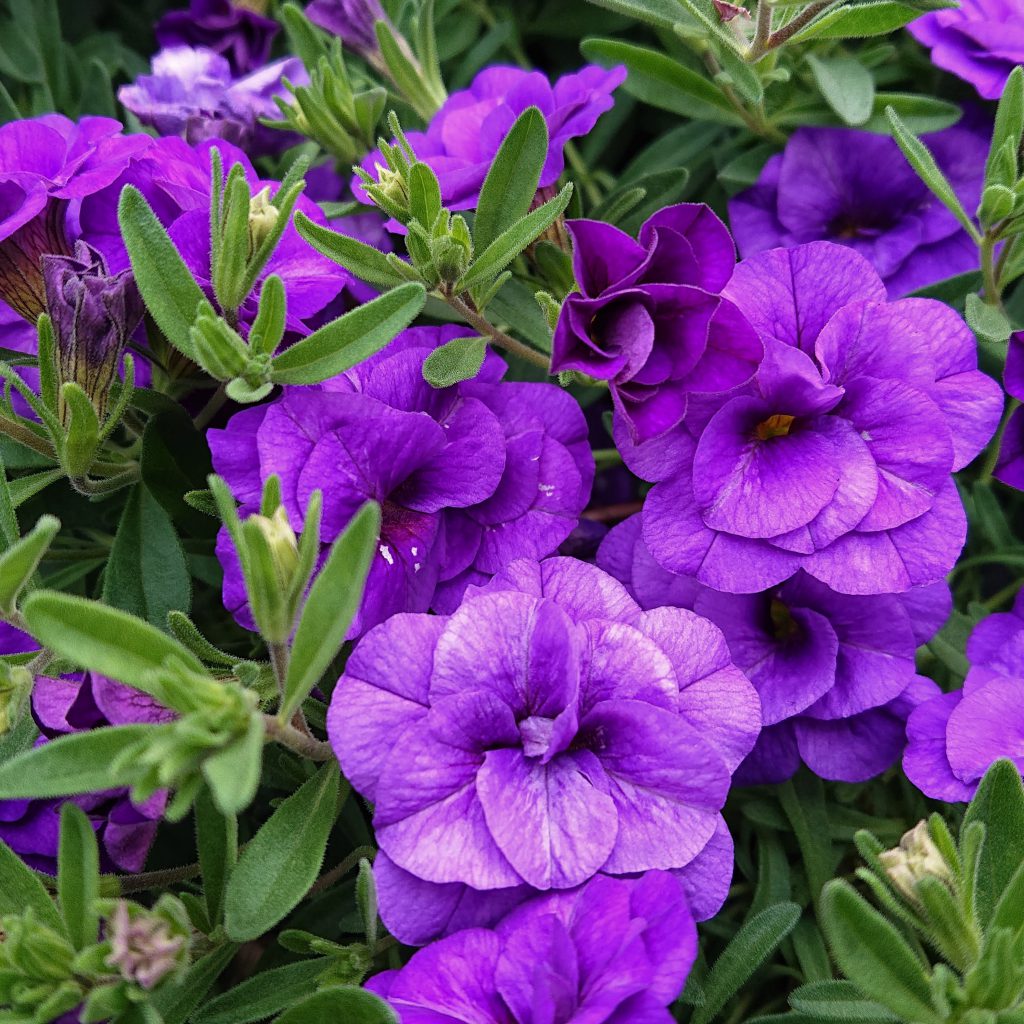 Calibrachoa x hybrida (Dobbelt Million Bells, Ampel) Lundagers Gartneri
