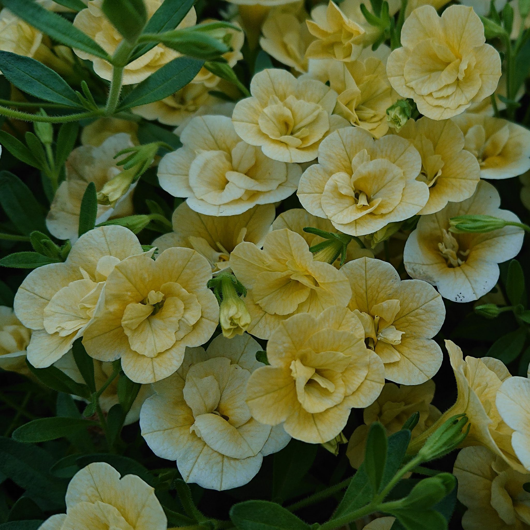 Calibrachoa x hybrida (Dobbelt Million Bells, Ampel) Lundagers Gartneri