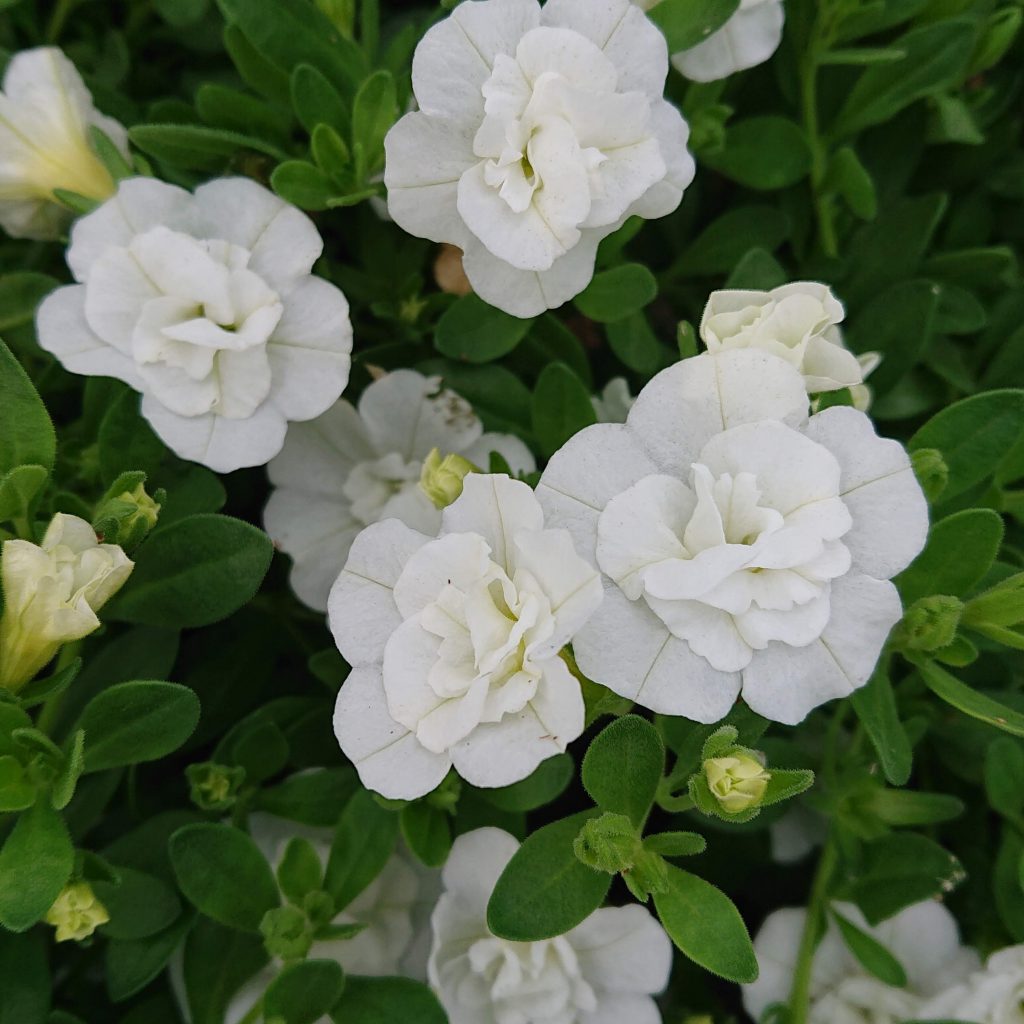 Calibrachoa x hybrida (Dobbelt Hænge Million Bells) Lundagers Gartneri
