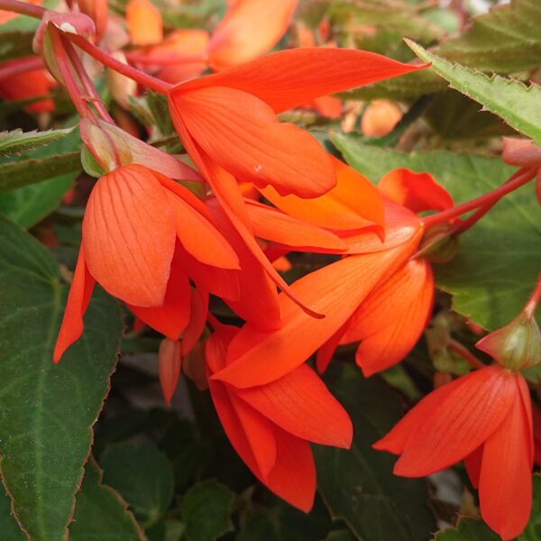 Begonia boliviensis Hænge Begonie