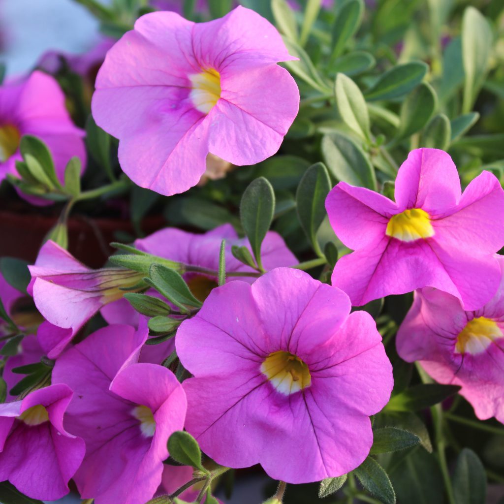 Calibrachoa x hybrida (Million Bells, Ampel) Lundagers Gartneri