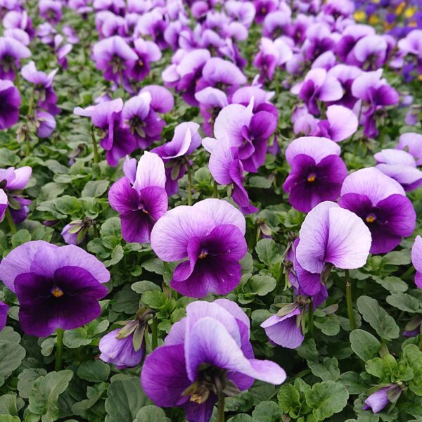 Viola cornuta Hornviol