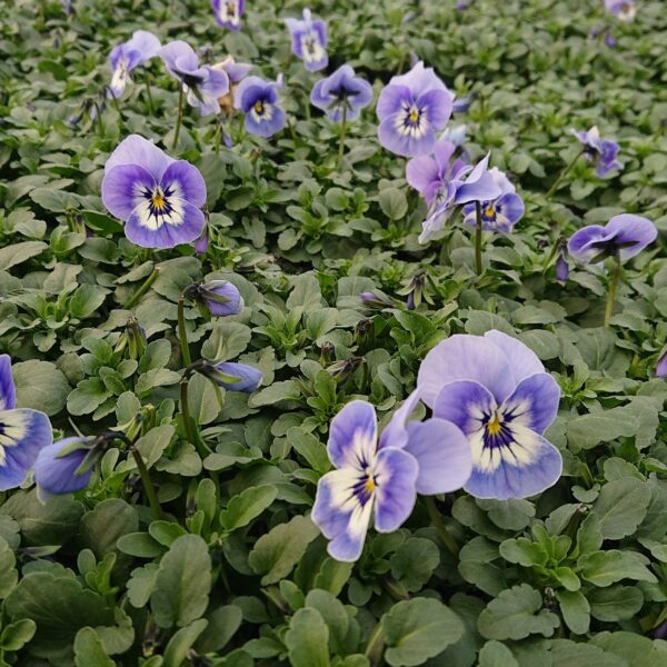 Viola cornuta Hornviol