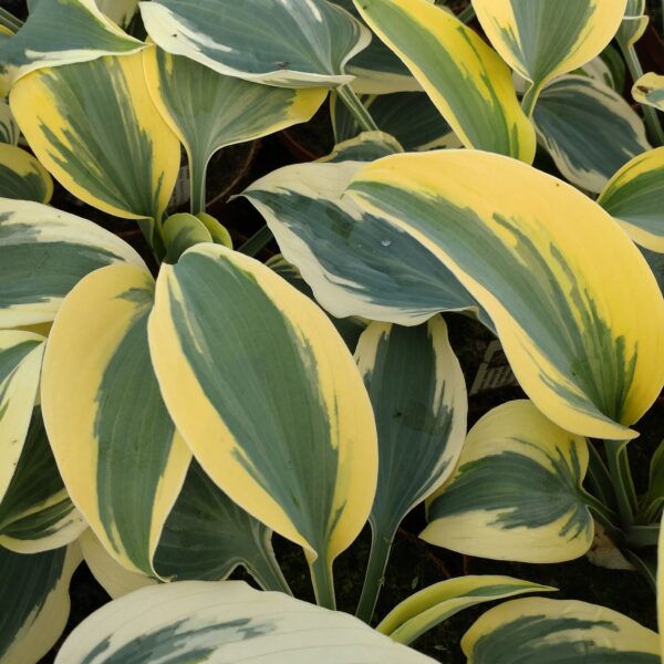 Hosta 'Autumn Frost' (Funkia)