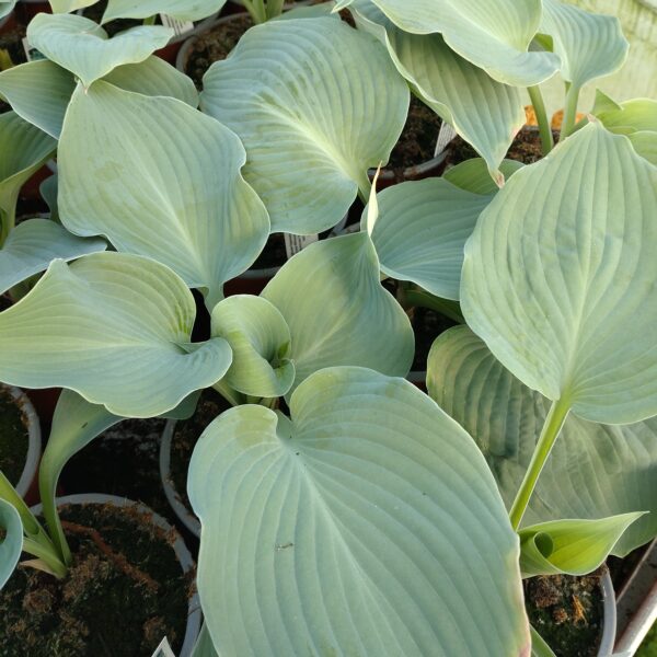 Hosta 'Blue Angel' (Funkia)