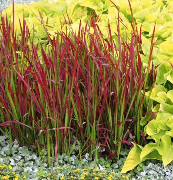 Imperata cylindrica 'Red Baron' Japansk Blodgræs