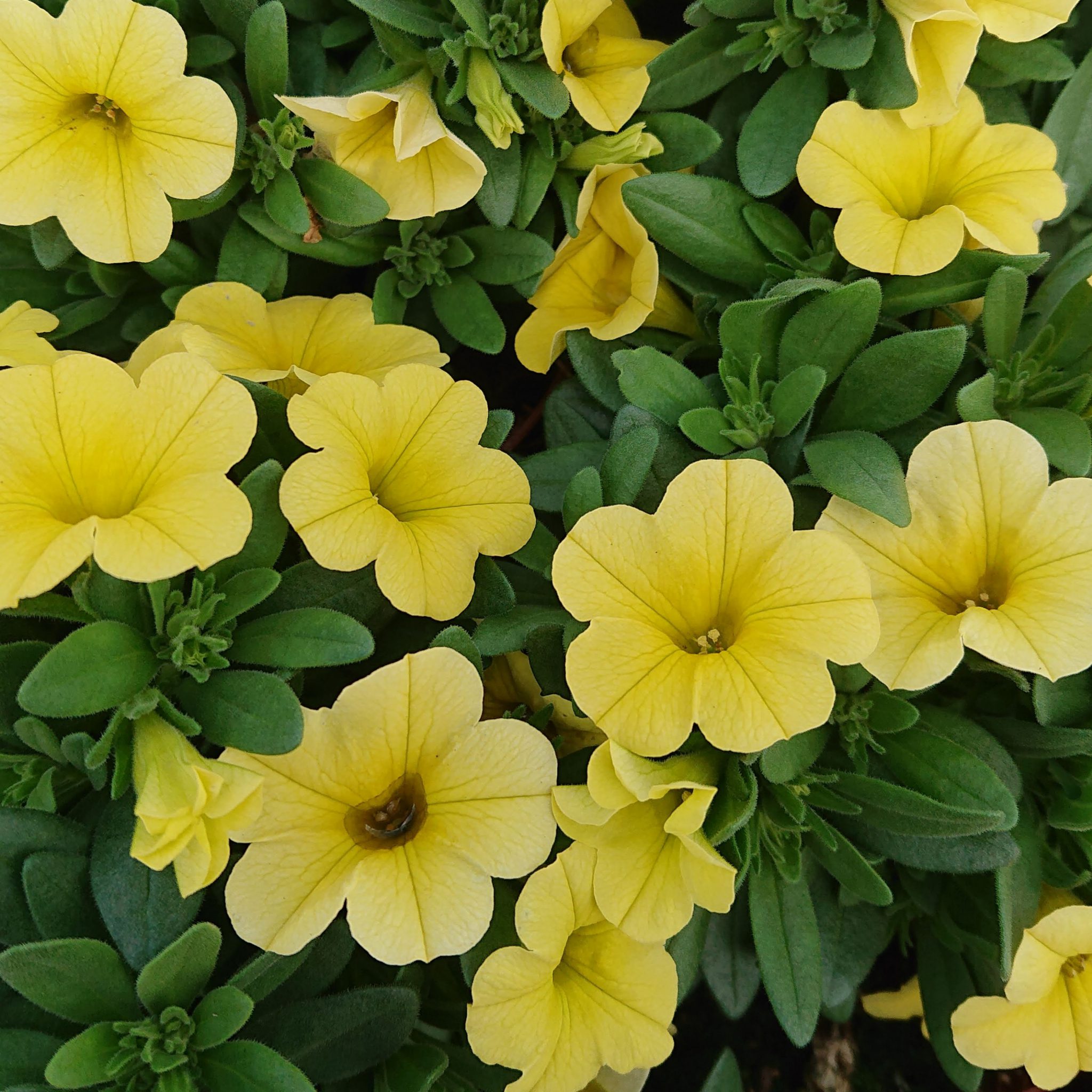 Calibrachoa X Hybrida Calipetite Kompakt Million Bells Lundagers   Kompakt Million Bells 3 2048x2048 