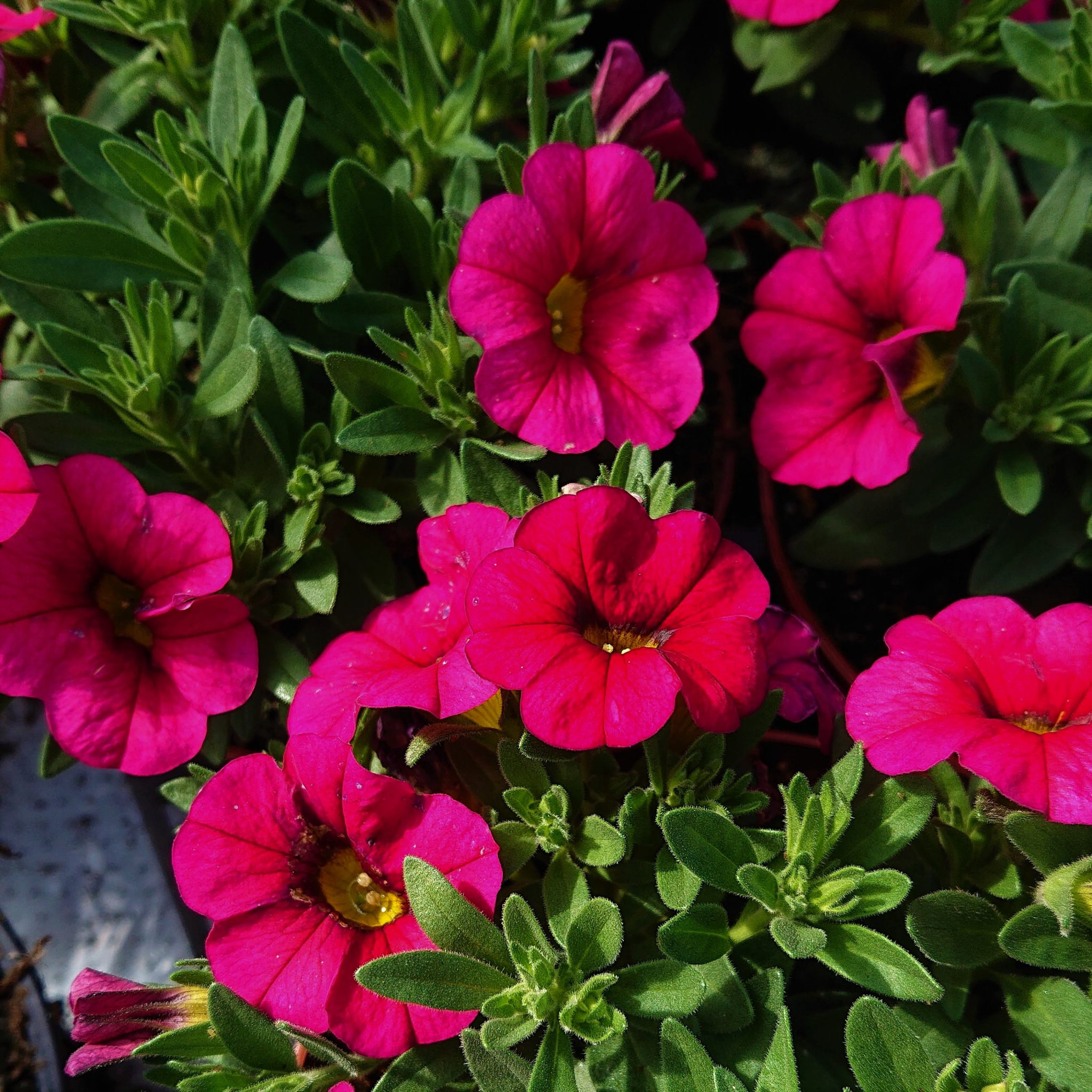 Calibrachoa x hybrida 'Calipetite' (Kompakt Million Bells) Lundagers