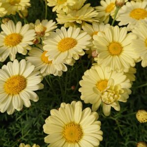 Argyranthemum frutescens Marguerit Fyldt