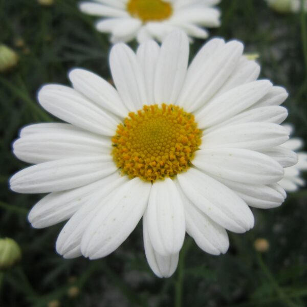 Argyranthemum frutescens Marguerit Alm.