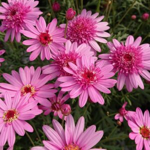 Argyranthemum frutescens Marguerit Fyldt