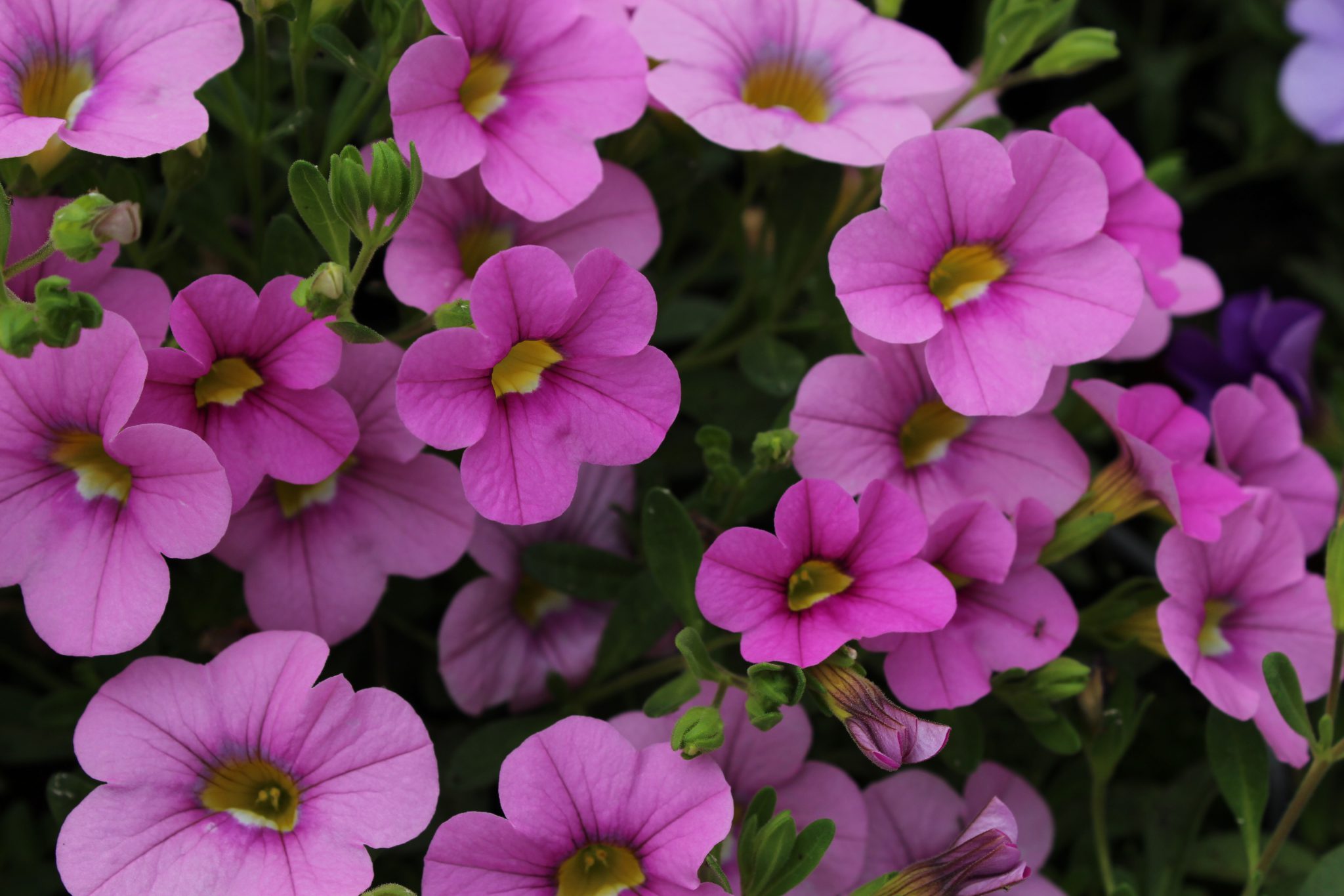 Calibrachoa x hybrida (Million Bells, Ampel) Lundagers Gartneri