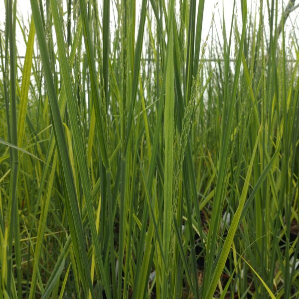 Panicum virgatum 'Northwind' (Rishirse)