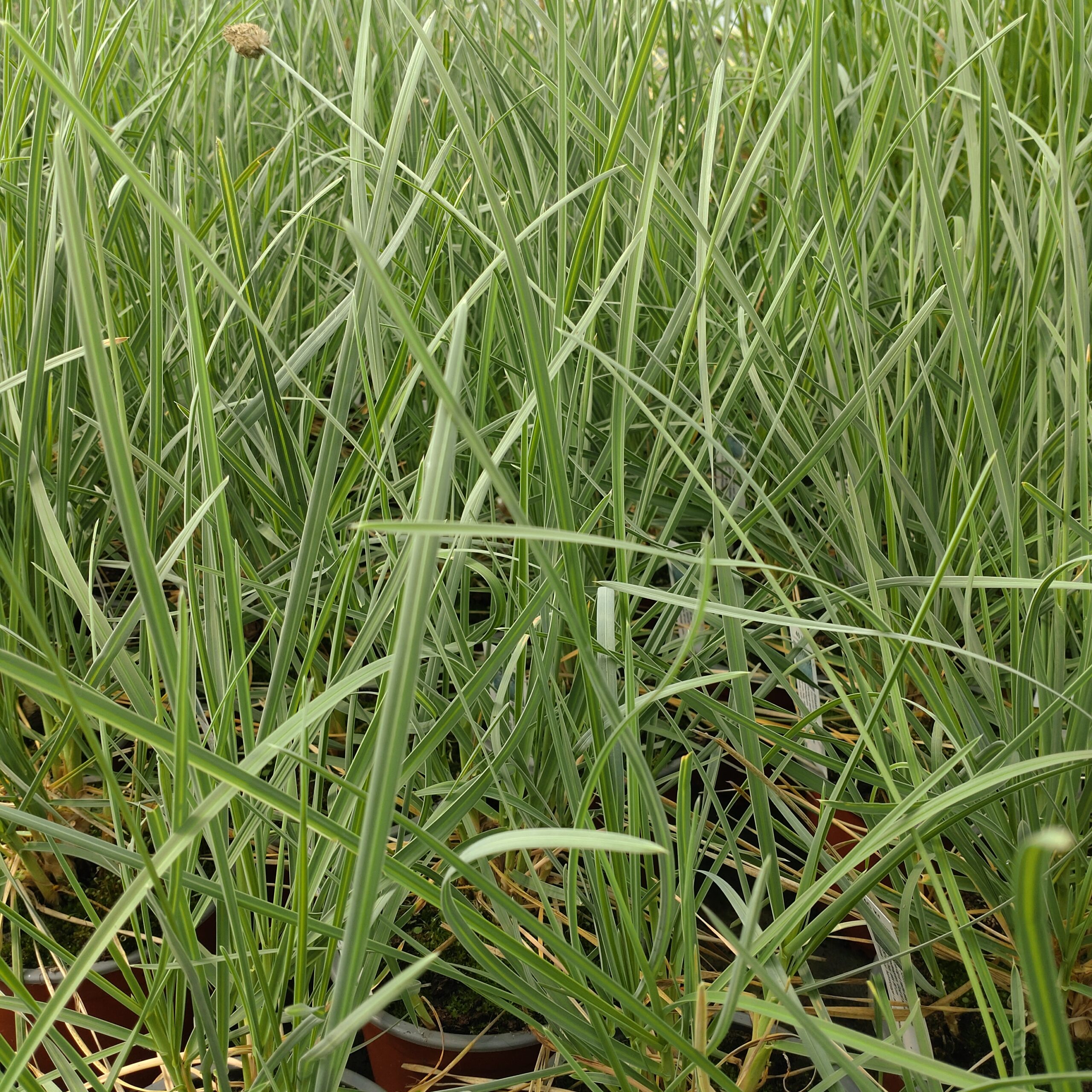 Sesleria nitida (Blåaks)