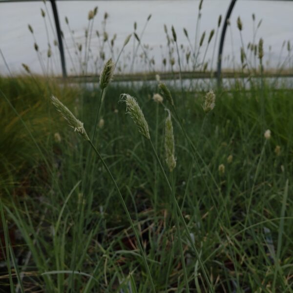 Sesleria nitida (Blåaks)