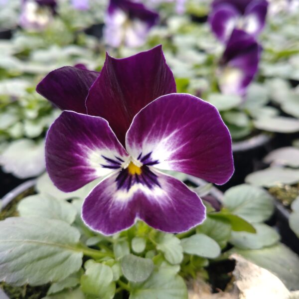 Viola cornuta (Hornviol)
