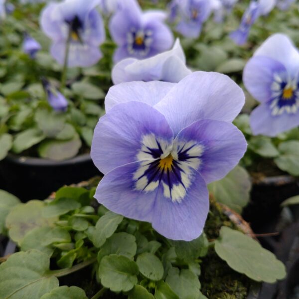 Viola cornuta (Hornviol)