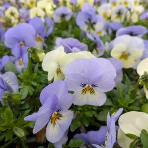 Viola cornuta (Hornviol)