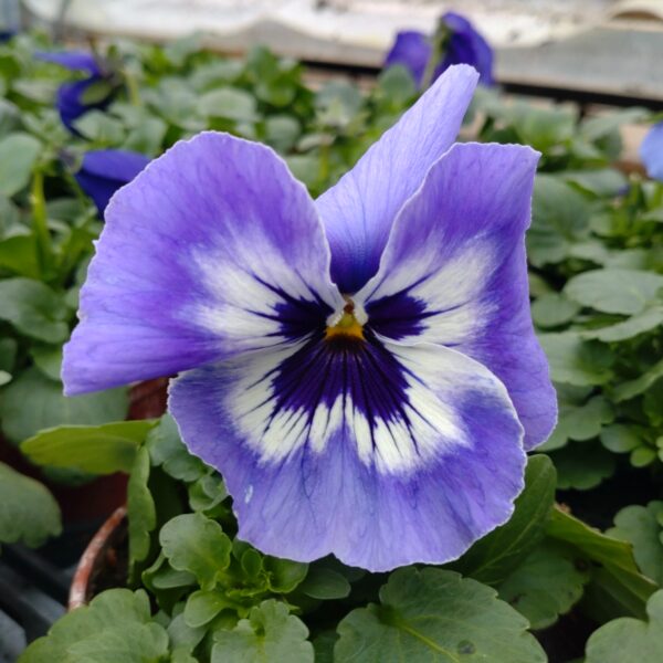 Viola wittrockiana (Stedmoder)