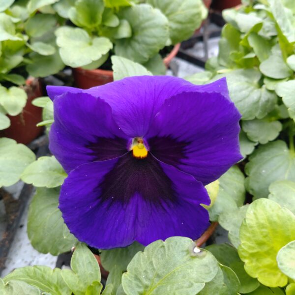 Viola wittrockiana (Stedmoder)