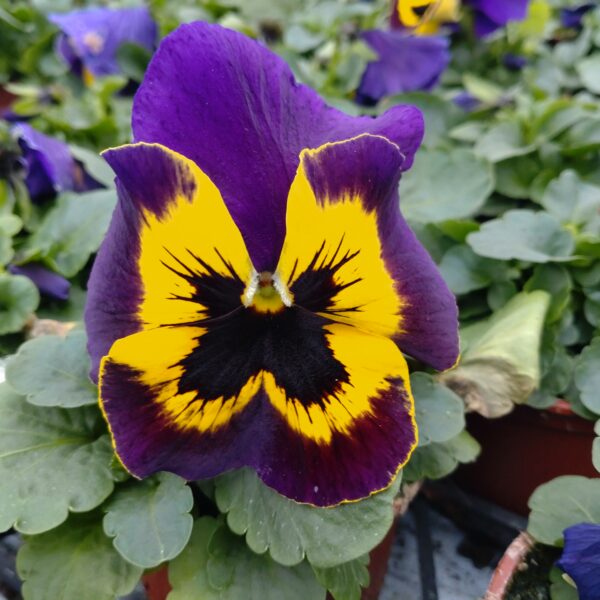 Viola wittrockiana (Stedmoder)