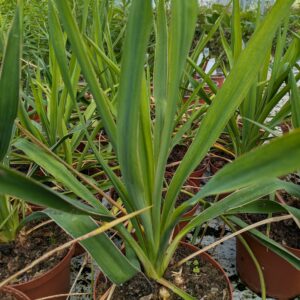 Yucca filamentosa (Palmelilje)