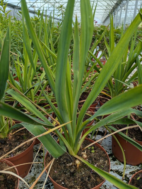 Yucca filamentosa (Palmelilje)