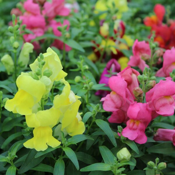 Antirrhinum majus Løvemund