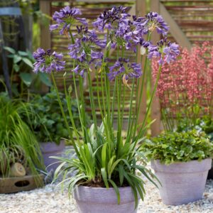 Agapanthus africanus 'Poppin Purple' (Skærmlilje)