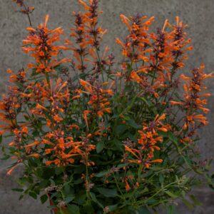 Agastache 'Kudos Mandarin' (Anisisop)
