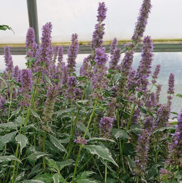 Agastache fonieculum 'Crazy Fortune' (Anisisop, broget)