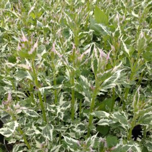 Agastache fonieculum 'Crazy Fortune' (Anisisop, broget)