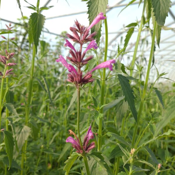 Agastache mexicana 'Lime' (Anisisop)