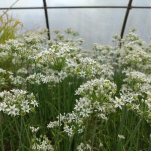 Allium tuberosum (Kinesisk Purløg)