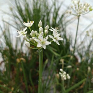 Allium tuberosum (Kinesisk Purløg)